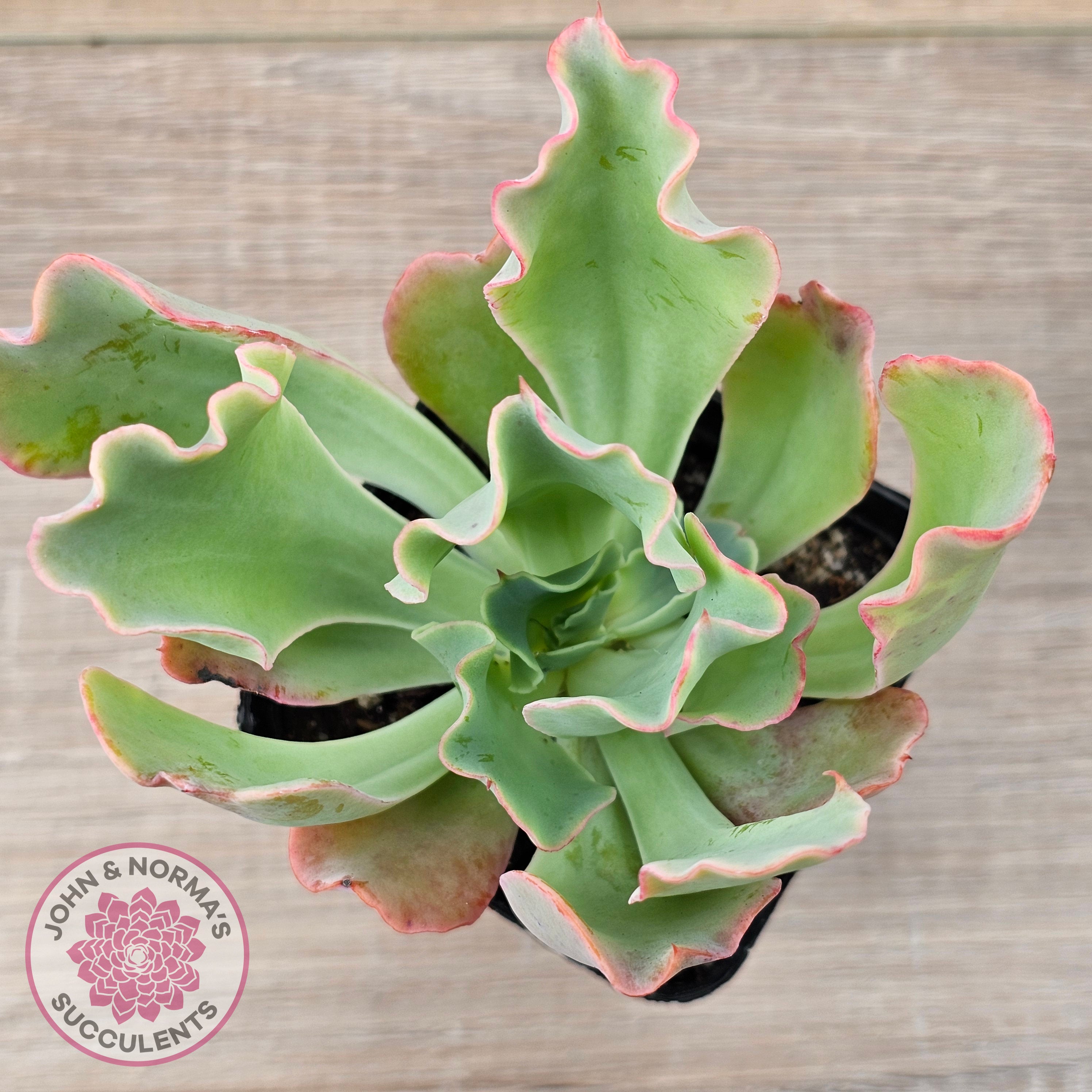 aquarius succulent Buy Echeveria 'Aquarius' Australia