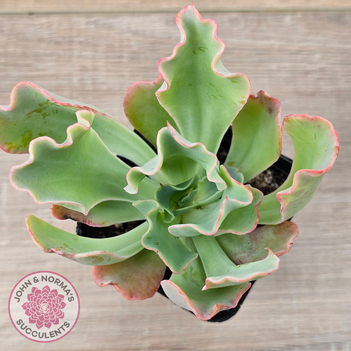 Echeveria 'Aquarius'