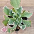Echeveria 'Aquarius'
