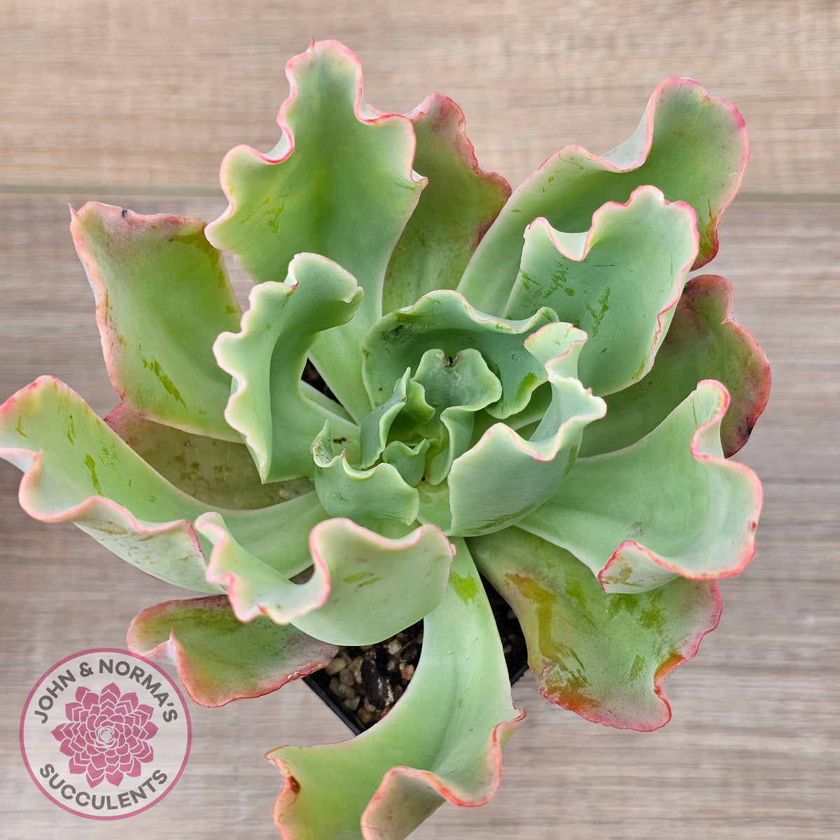 Echeveria 'Aquarius'