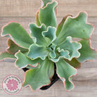 Echeveria 'Aquarius'