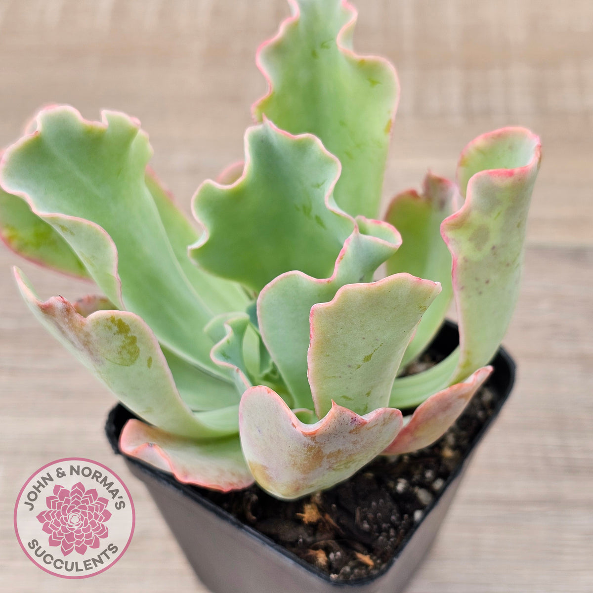 Echeveria 'Aquarius'