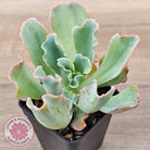 Echeveria 'Aquarius'