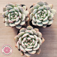 Load image into Gallery viewer, Echeveria Ariel
