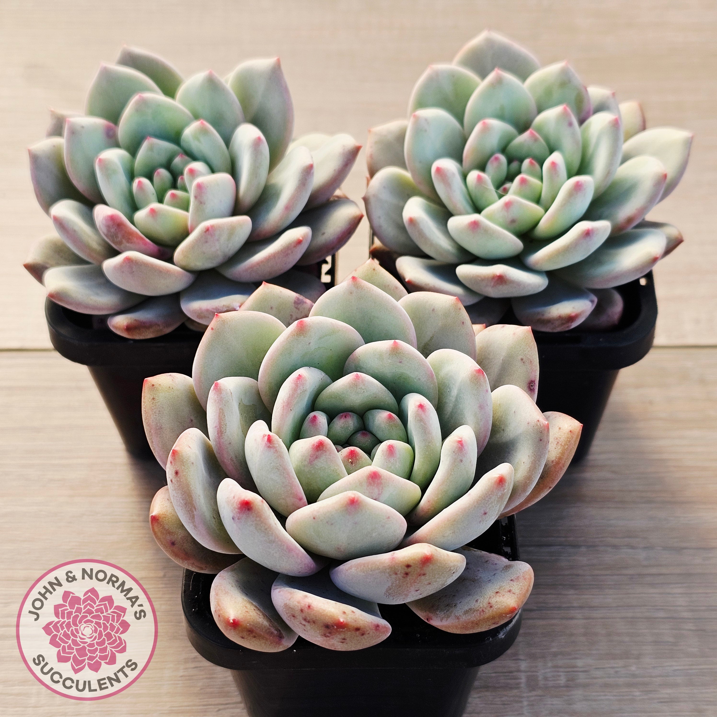 Buy Echeveria Ariel Australia | Quality Succulent Plant – John