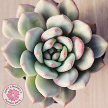 Load image into Gallery viewer, Echeveria Ariel
