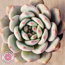 Load image into Gallery viewer, Echeveria Ariel
