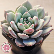 Load image into Gallery viewer, Echeveria Ariel

