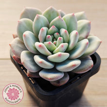 Load image into Gallery viewer, Echeveria Ariel
