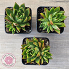 Echeveria 'Belato' PKJ (Double)