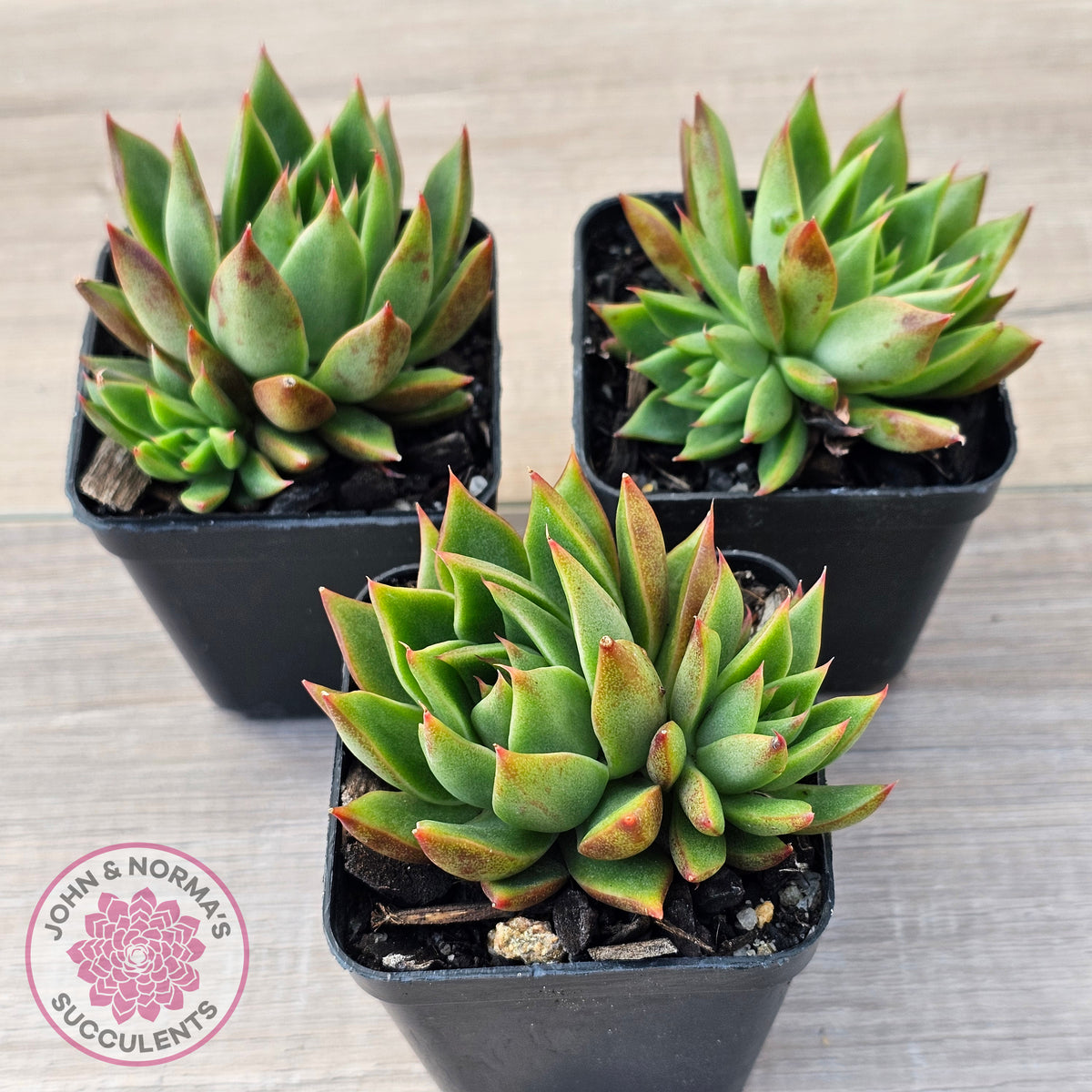 Echeveria 'Belato' PKJ (Double)
