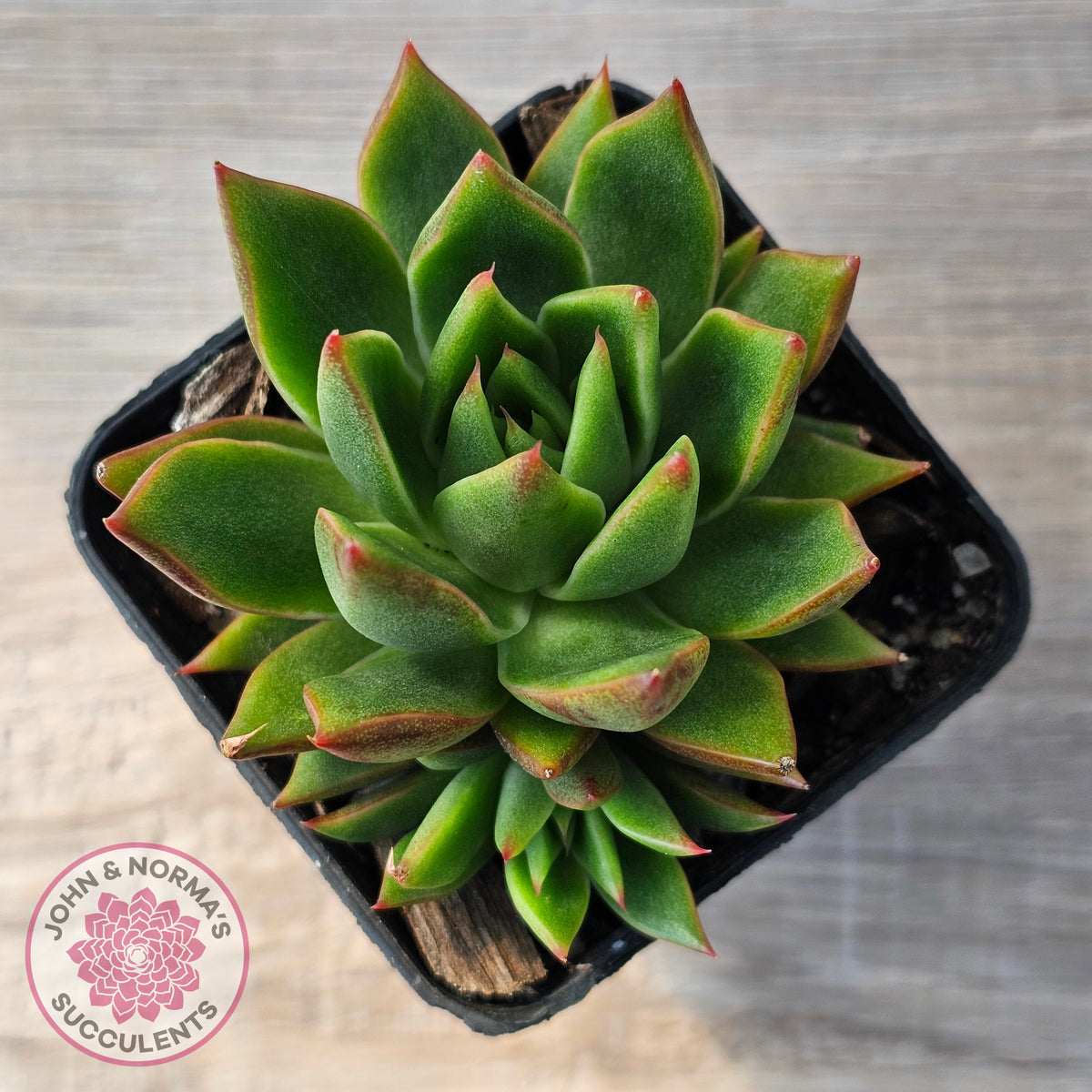 Echeveria 'Belato' PKJ (Double)