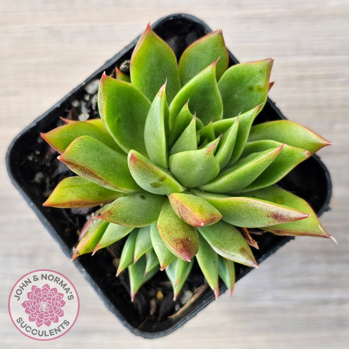 Echeveria 'Belato' PKJ (Double)