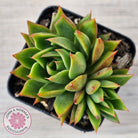 Echeveria 'Belato' PKJ (Double)