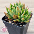 Echeveria 'Belato' PKJ (Double)