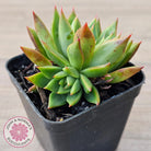Echeveria 'Belato' PKJ (Double)