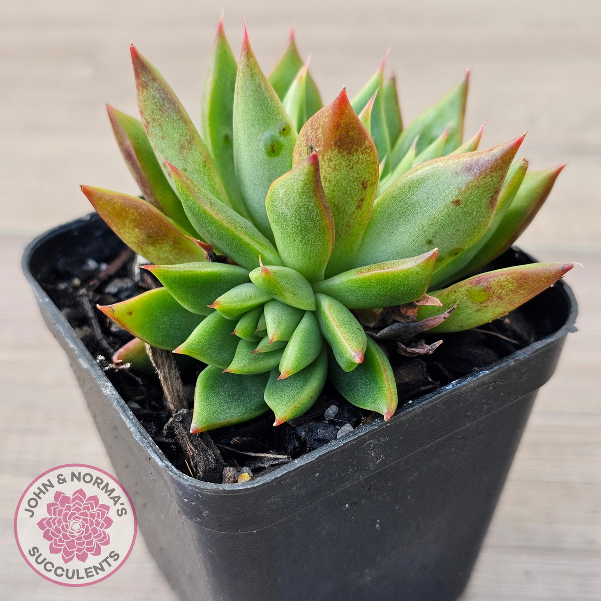 Echeveria 'Belato' PKJ (Double)