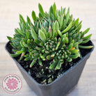 Echeveria Bella var. 'Bella'