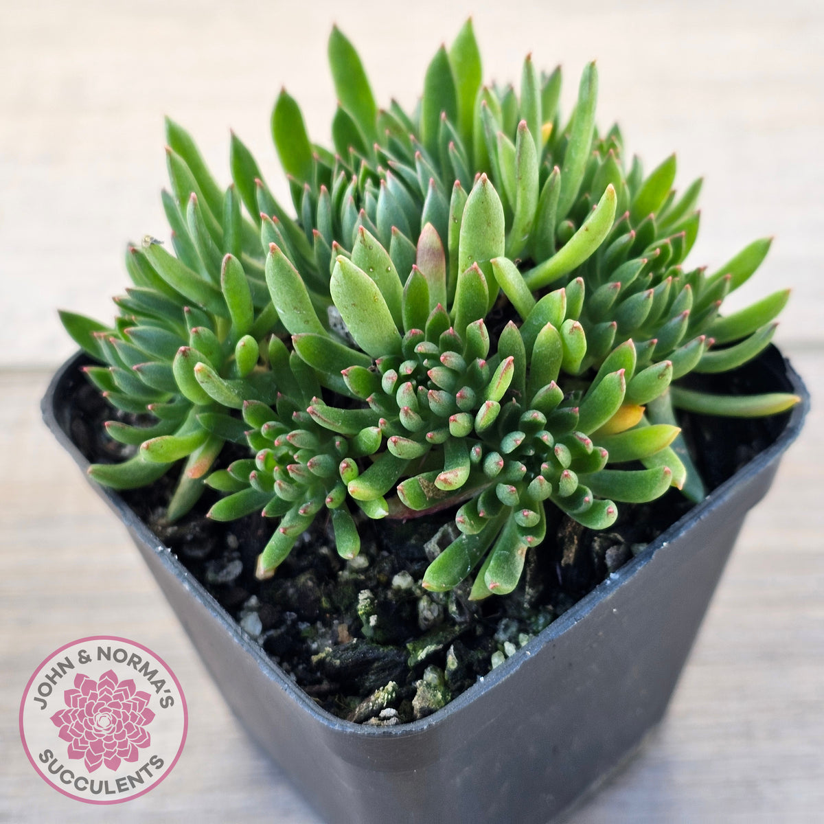 Echeveria Bella var. 'Bella'