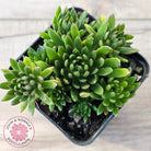 Echeveria Bella var. 'Bella'