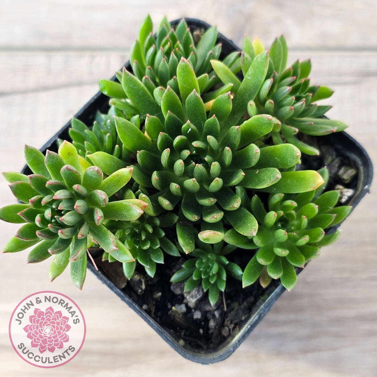 Echeveria Bella var. 'Bella'