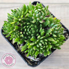 Echeveria Bella var. 'Bella'