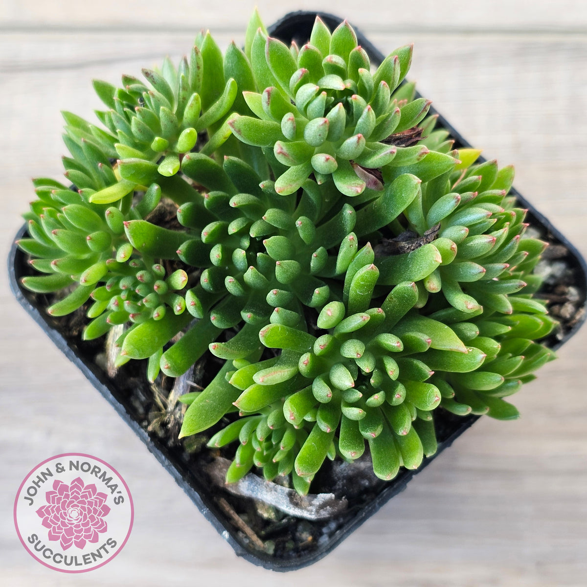 Echeveria Bella var. 'Bella'