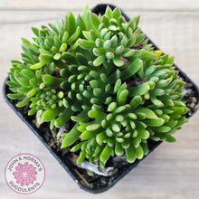 Load image into Gallery viewer, Echeveria Bella var. &#39;Bella&#39;
