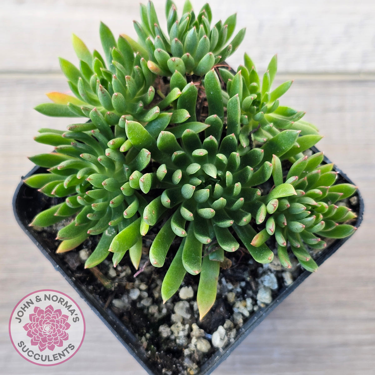Echeveria Bella var. 'Bella'