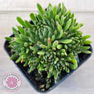 Echeveria Bella var. 'Bella'