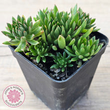 Load image into Gallery viewer, Echeveria Bella var. &#39;Bella&#39;
