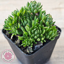 Load image into Gallery viewer, Echeveria Bella var. &#39;Bella&#39;

