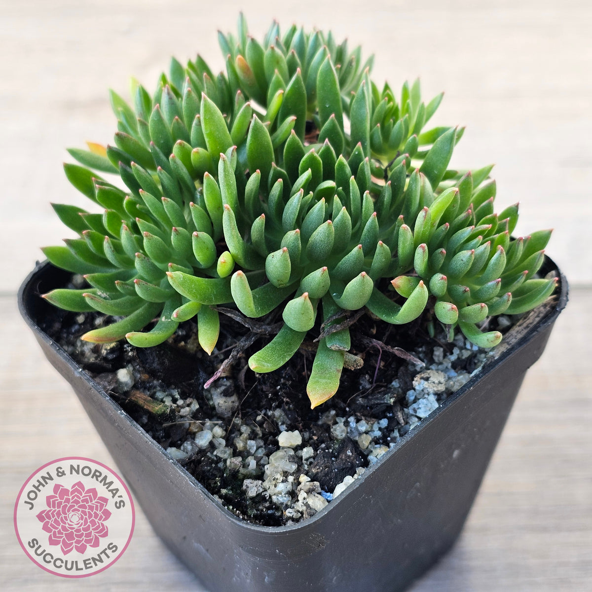 Echeveria Bella var. 'Bella'