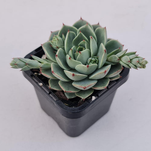 Echeveria 'Ben Badis' Hybrid - John & Norma's Succulents Australia