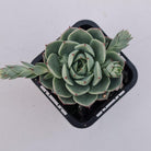 Echeveria 'Ben Badis' Hybrid