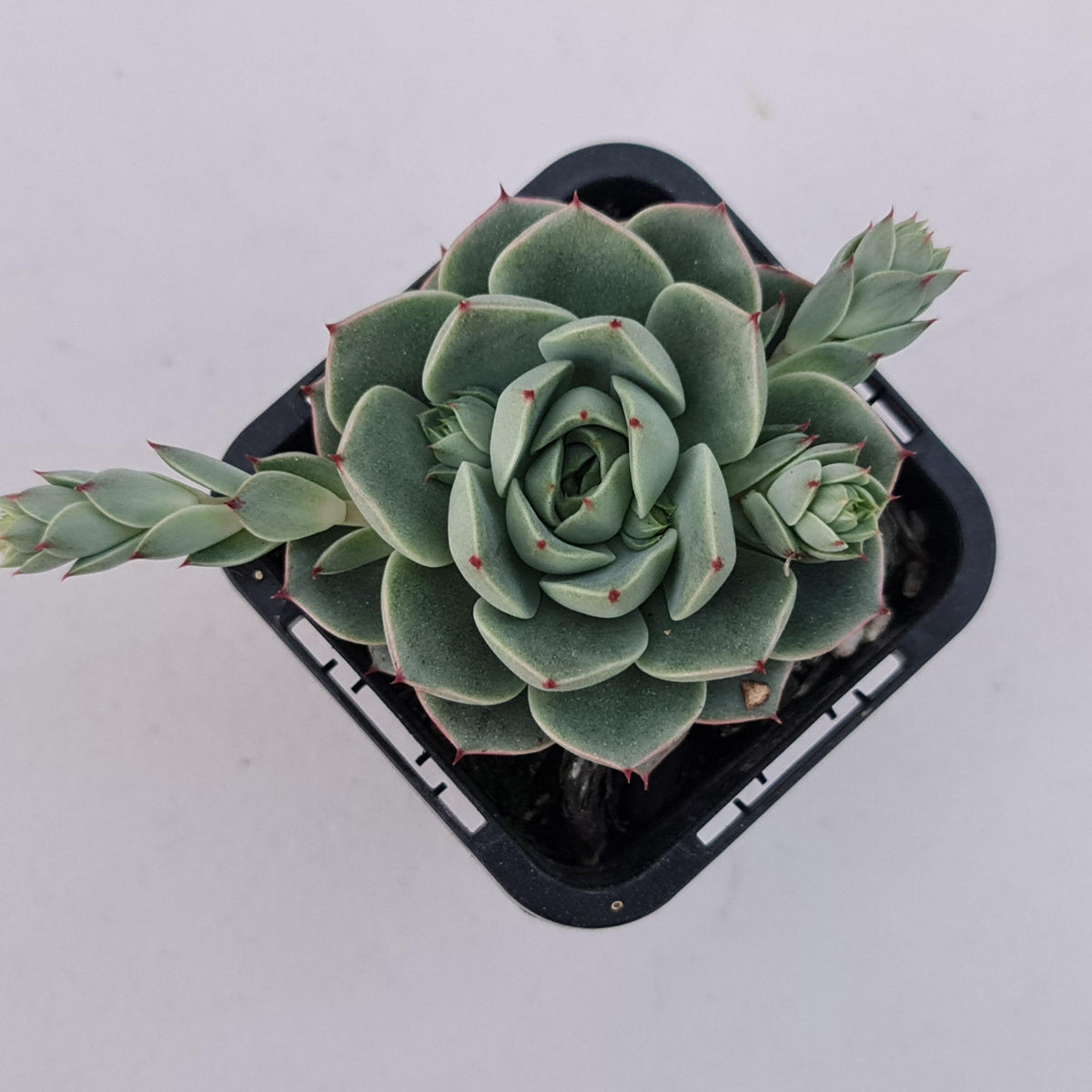 Echeveria 'Ben Badis' Hybrid