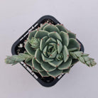 Echeveria 'Ben Badis' Hybrid