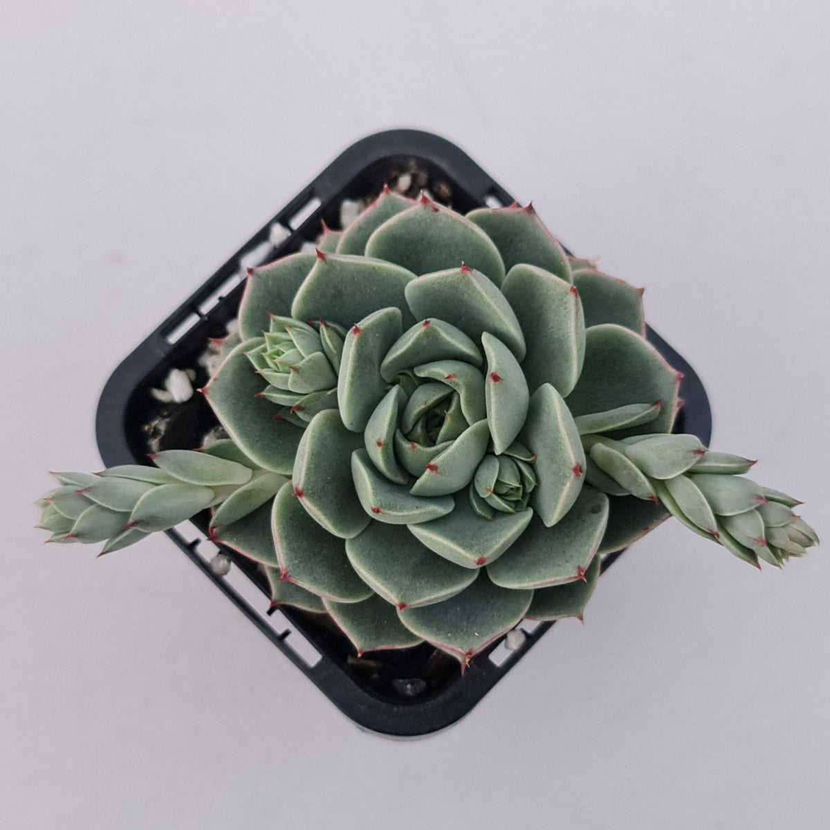 Echeveria 'Ben Badis' Hybrid