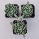 Echeveria 'Ben Badis' Hybrid