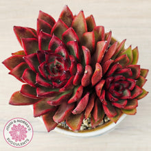 Load image into Gallery viewer, Echeveria Benimusume
