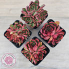Echeveria Benimusume - Multi Heads