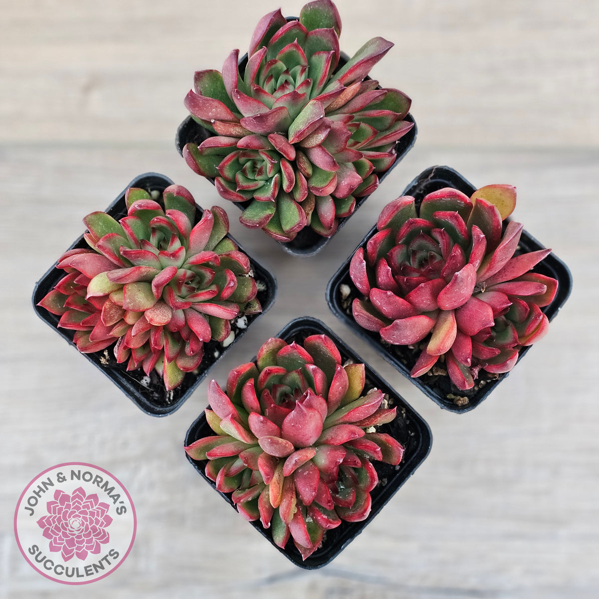 Echeveria Benimusume - Multi Heads