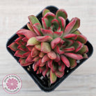 Echeveria Benimusume - Multi Heads