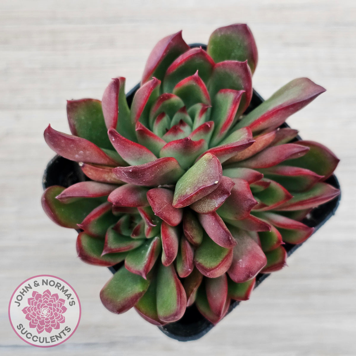 Echeveria Benimusume - Multi Heads