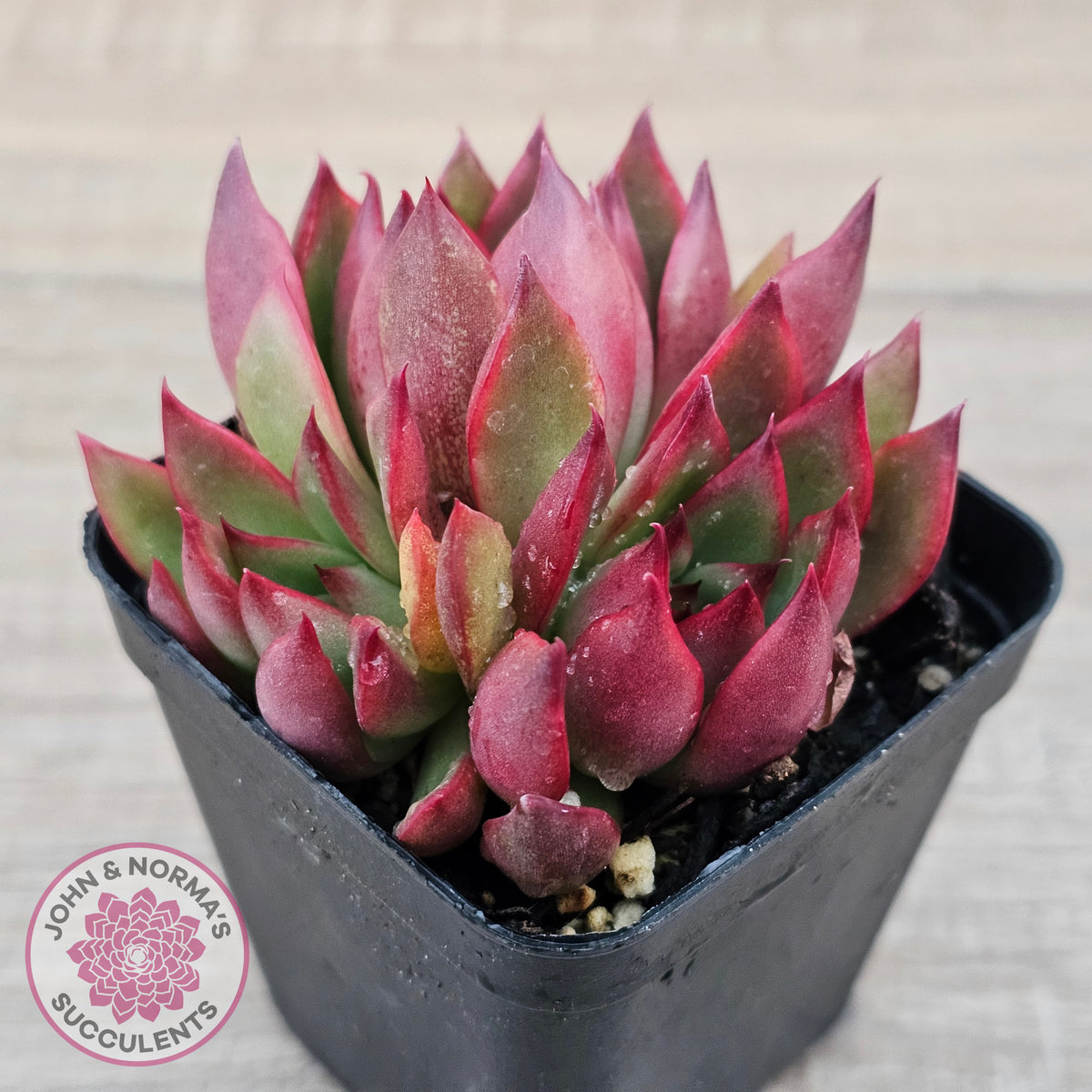 Echeveria Benimusume - Multi Heads