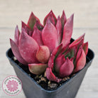 Echeveria Benimusume - Multi Heads