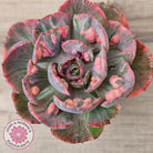 Echeveria Beyonce Rainbow Variegated (Lg)