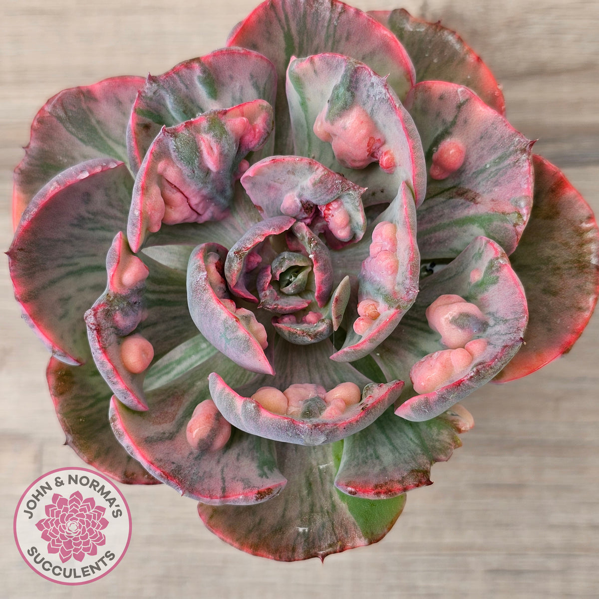Echeveria Beyonce Rainbow Variegated (Lg)