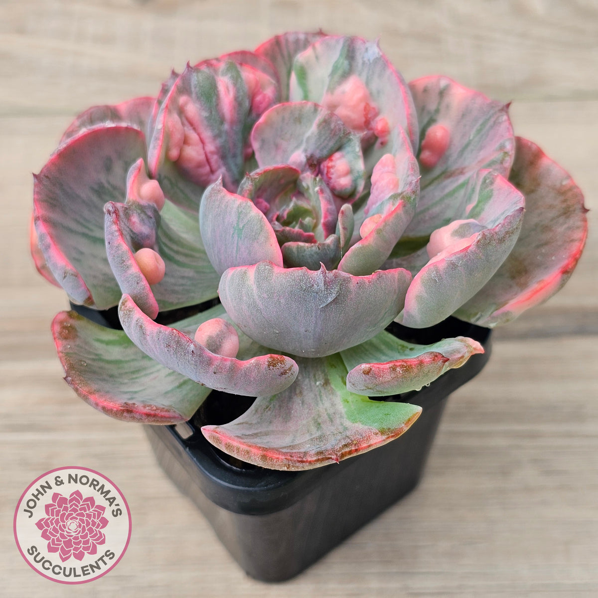 Echeveria Beyonce Rainbow Variegated (Lg)