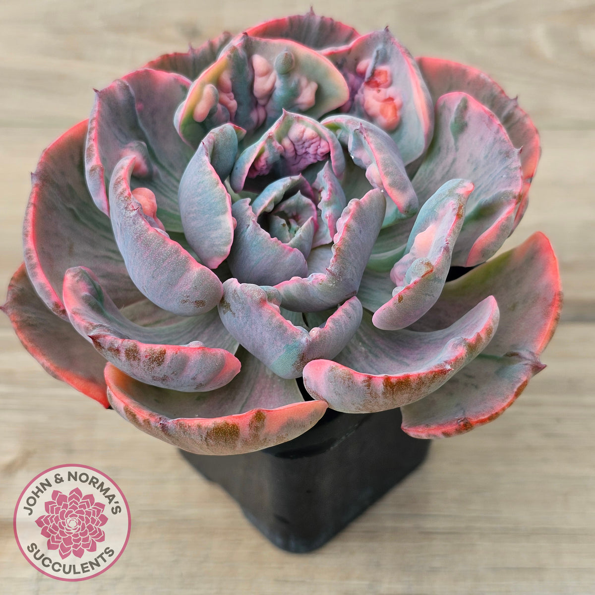 Echeveria Beyonce Rainbow Variegated (Lg)